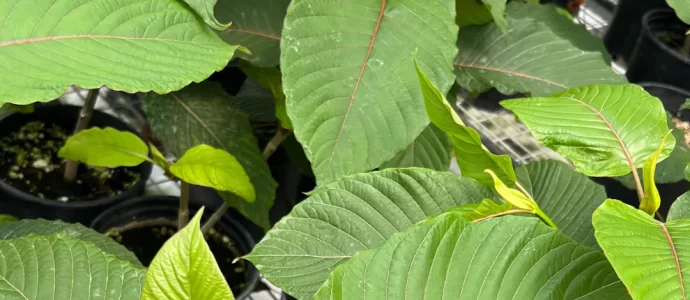 kratom and blood pressure