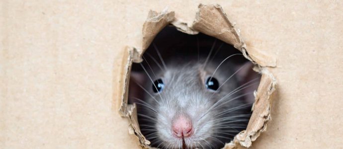 Effective Rodent Control Solutions