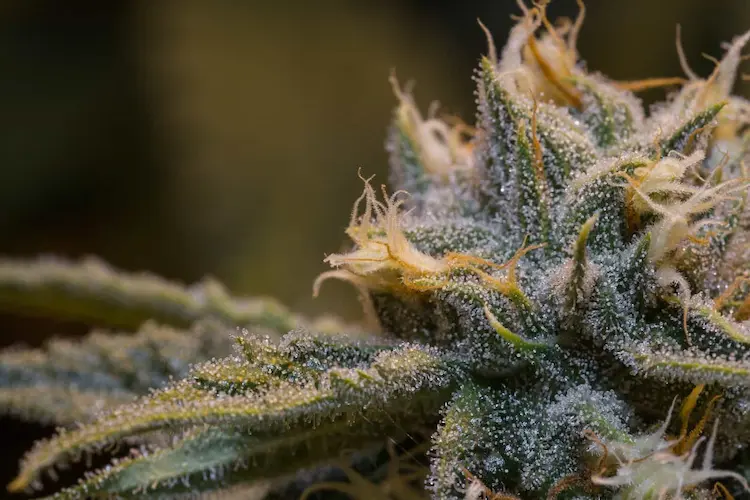 Small Flower Differences Can Completely Change Texture Aroma And Overall Experience